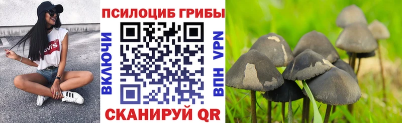 Галлюциногенные грибы Psilocybine cubensis  даркнет сайт  Михайловка 